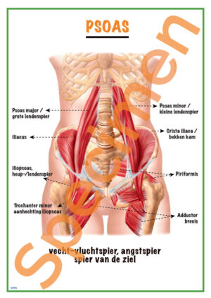 Psoas A1